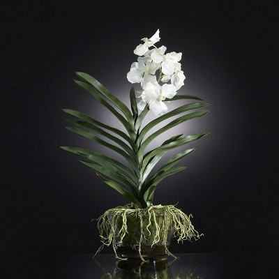 Aranjament floral NEW PLANT VANDA