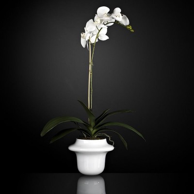 Aranjament floral ATOLLO 1 WITH PHALENOPSIS SMALL