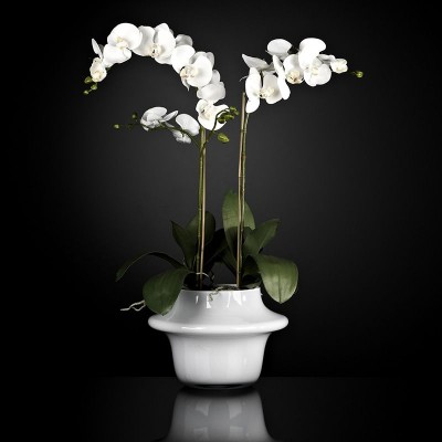 Aranjament floral ATOLLO 2 WITH PHALENOPSIS MEDIUM