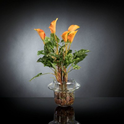 Aranjament floral ALFEO CALLA TRIS portocaliu