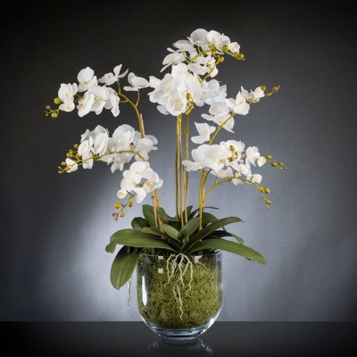 Aranjament floral PHALENOPSIS MAXI 110cm