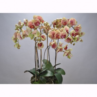 Aranjament floral ORCHID O/SOIL PINK 83cm