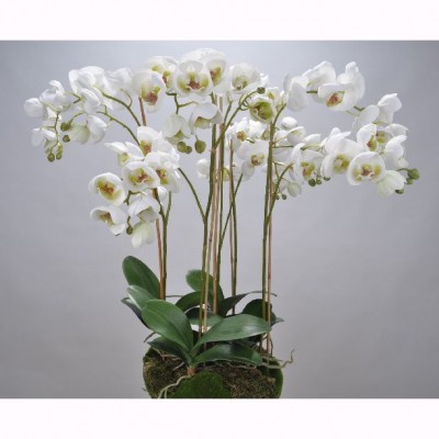 Aranjament floral ORCHID O/SOIL WHITE 83cm