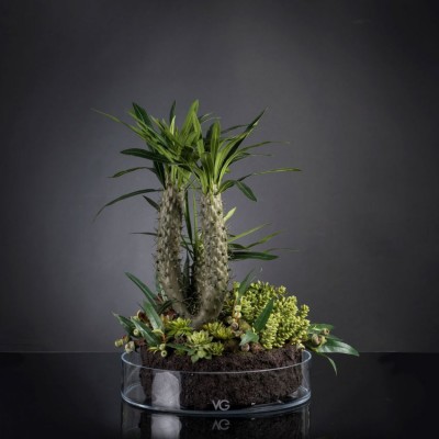 Aranjament floral elegant, design LUX CACTUS GRASS