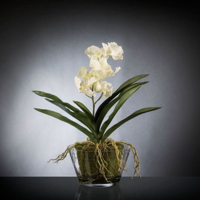 Aranjament floral mediu design LUX VANDA CLUMP